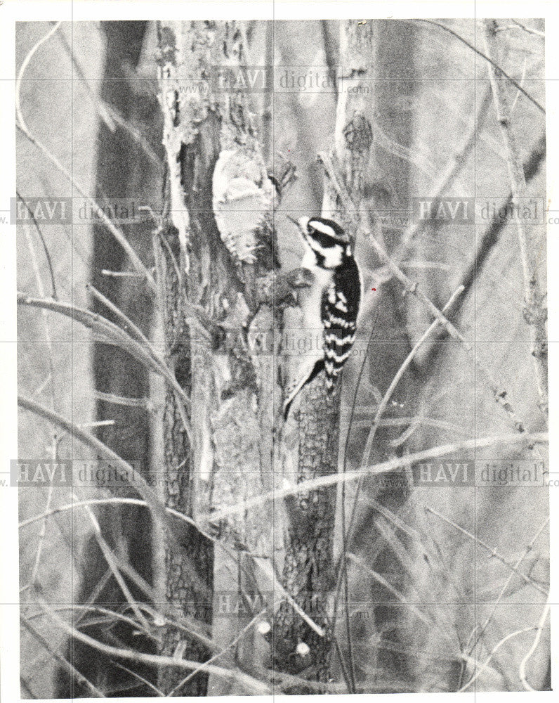 1976 Press Photo Bird Woodpecker - Historic Images