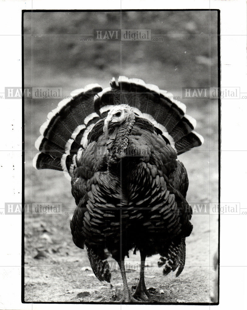 1993 Press Photo Wild Turkey bird - Historic Images