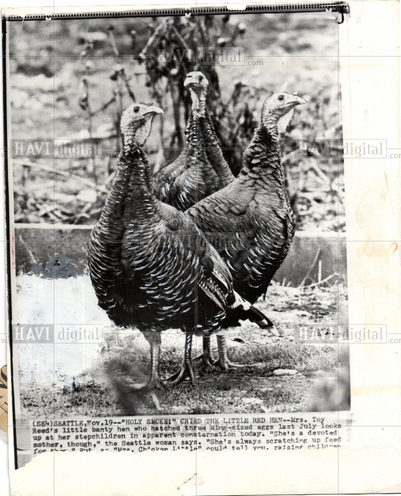 1981 Press Photo Turkey    Meleagris  North america - Historic Images