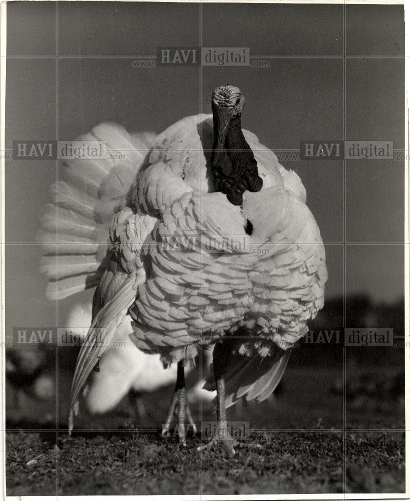 1945 Press Photo Bird Turkey Galliformes Meleagris - Historic Images