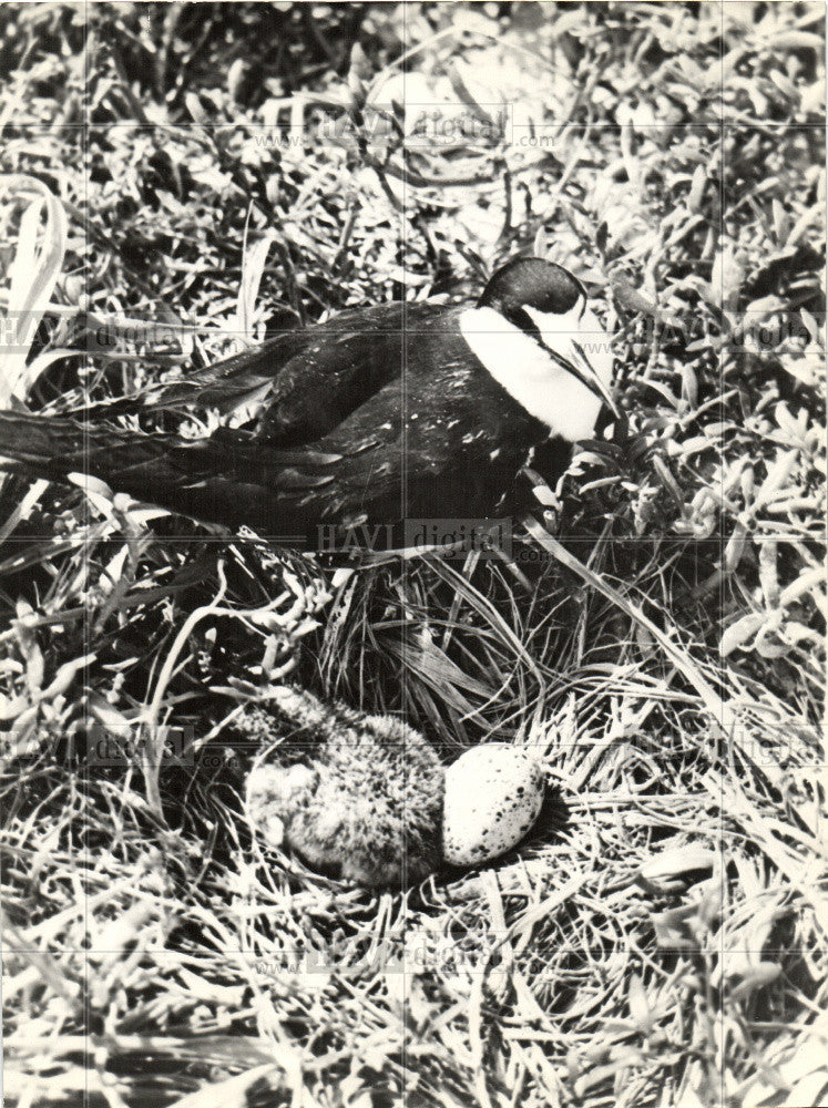 1937 Press Photo Tern Terns Australia Egg Chick Chicks - Historic Images