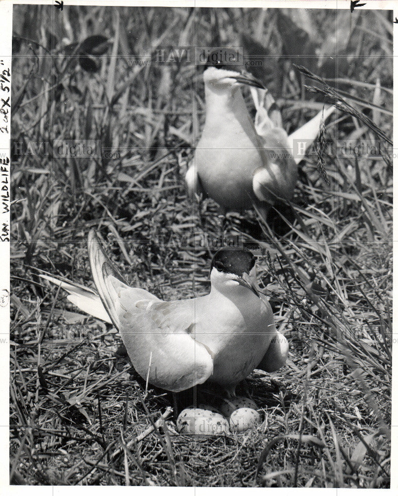 1953 Press Photo Bird Fern female eggs male - Historic Images