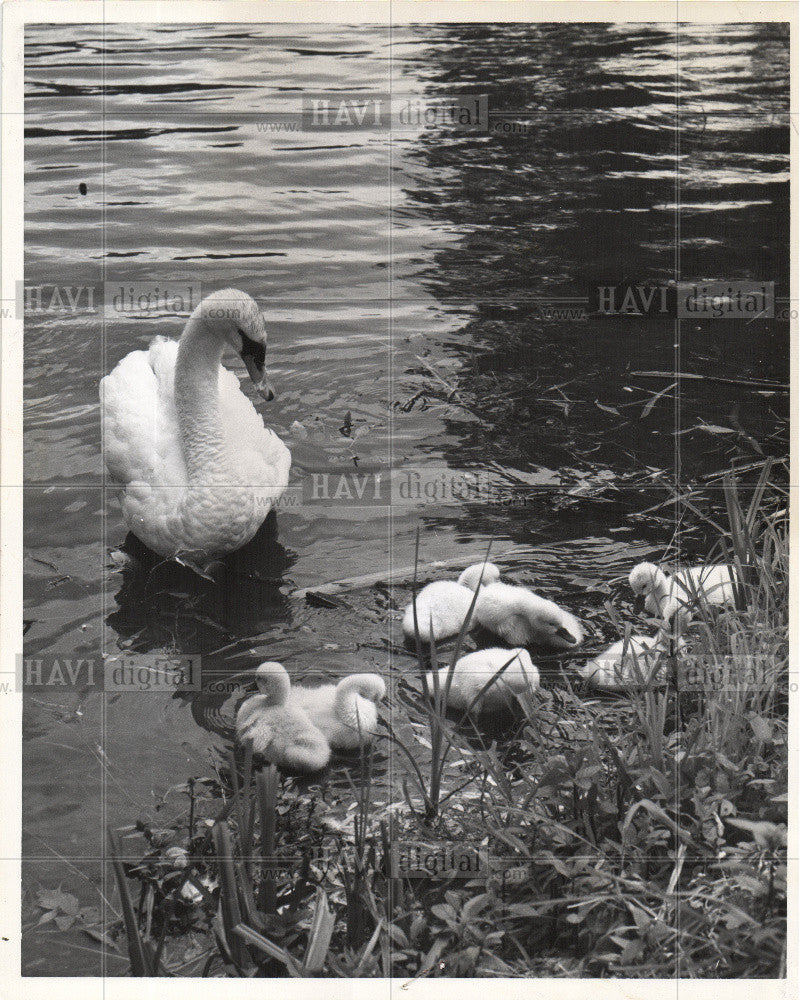 1961 Press Photo BIRD-SWAM - Historic Images