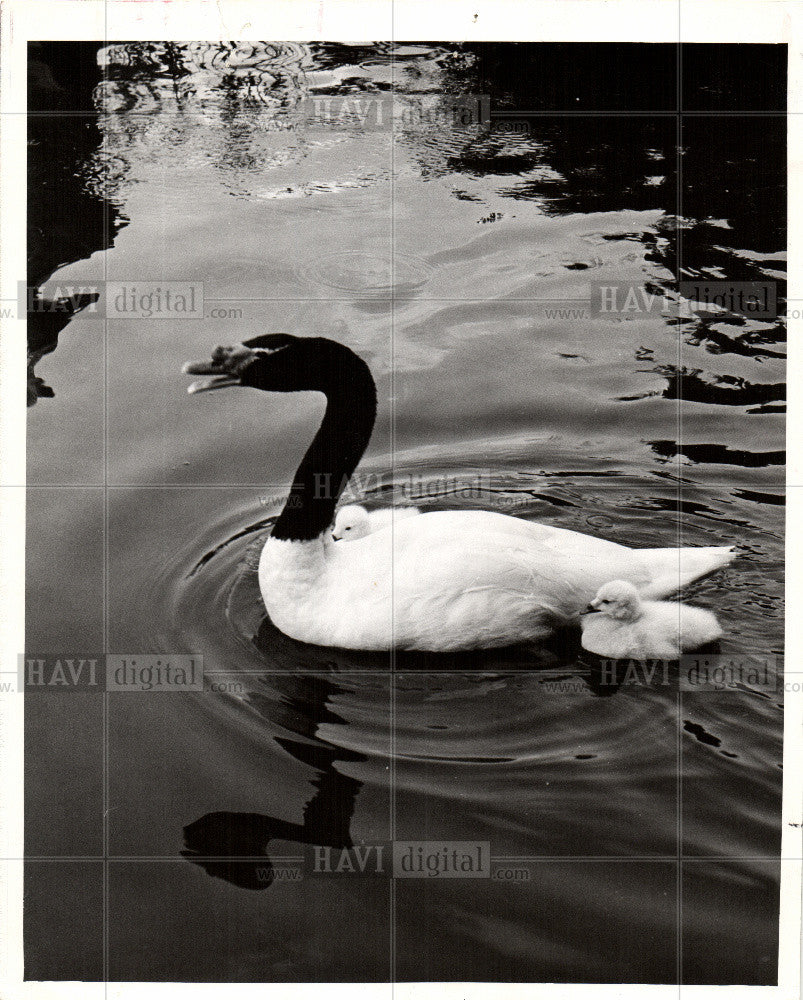 1966 Press Photo SWAM Family Caribbean Gardens Naples - Historic Images