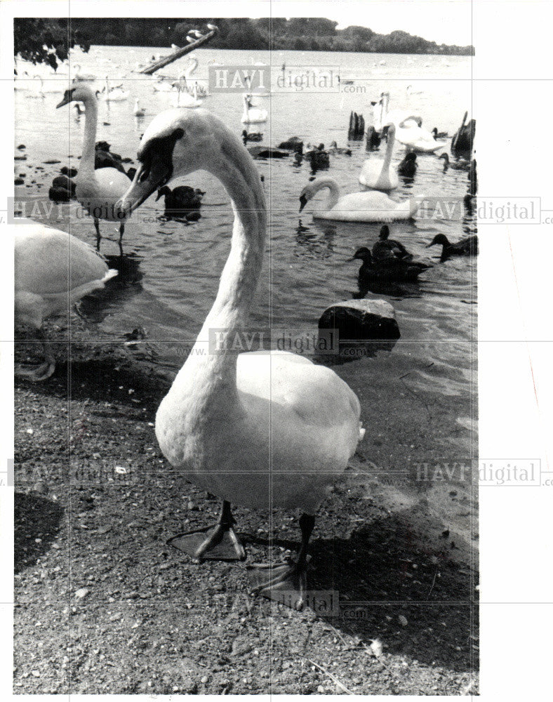1982 Press Photo Swan,bird,graceful bird - Historic Images