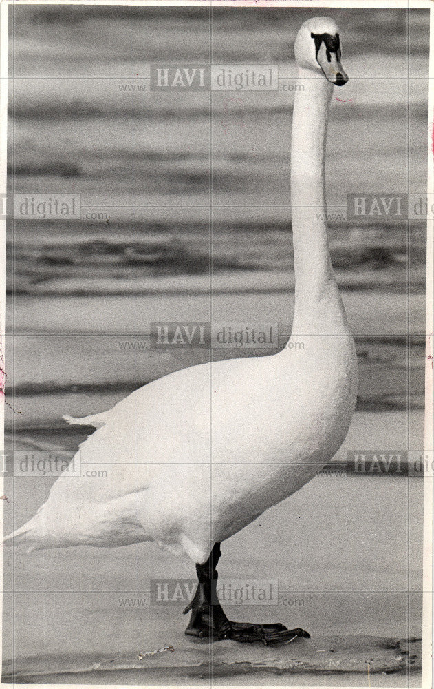 1994 Press Photo white mute swan - Historic Images