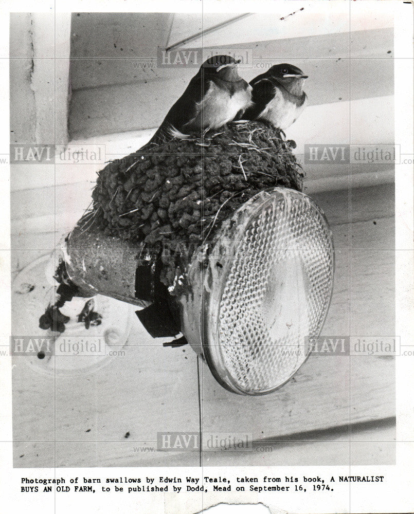 1978 Press Photo Barn Swallows Bird - Historic Images