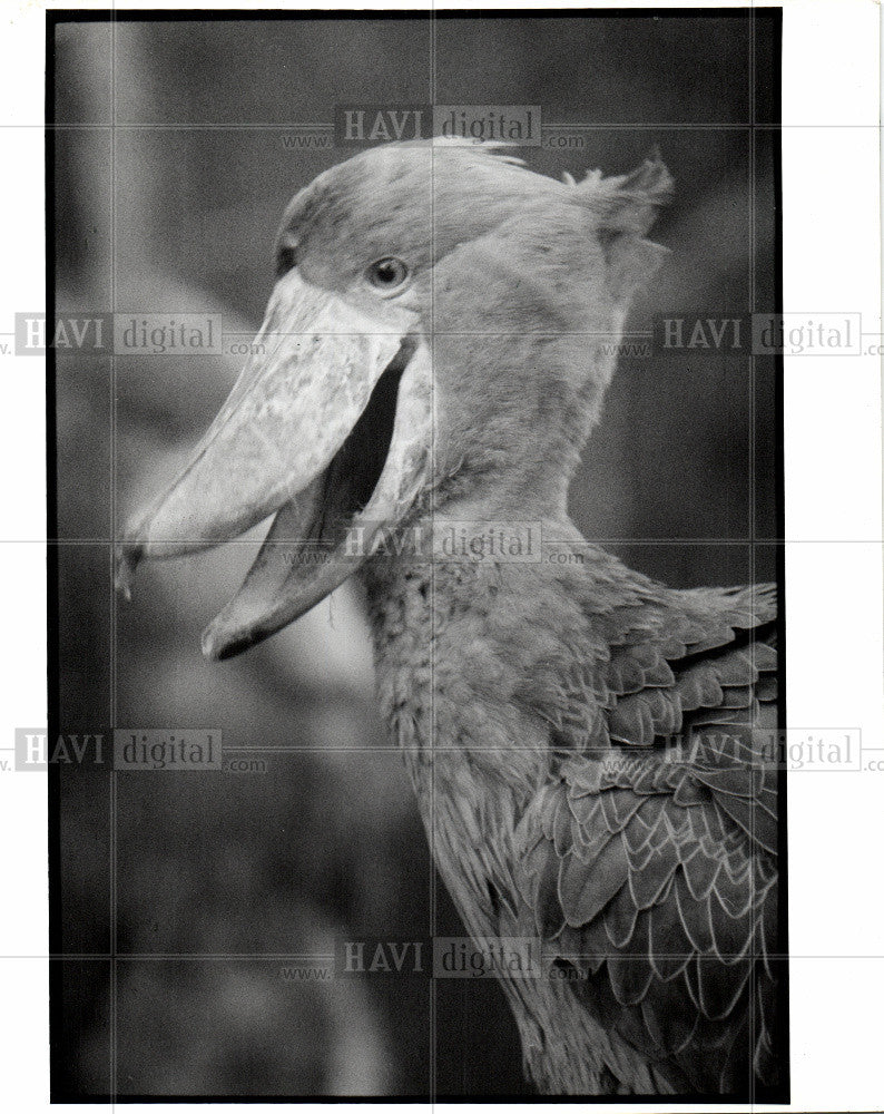 1991 Press Photo Brid Stock - Historic Images