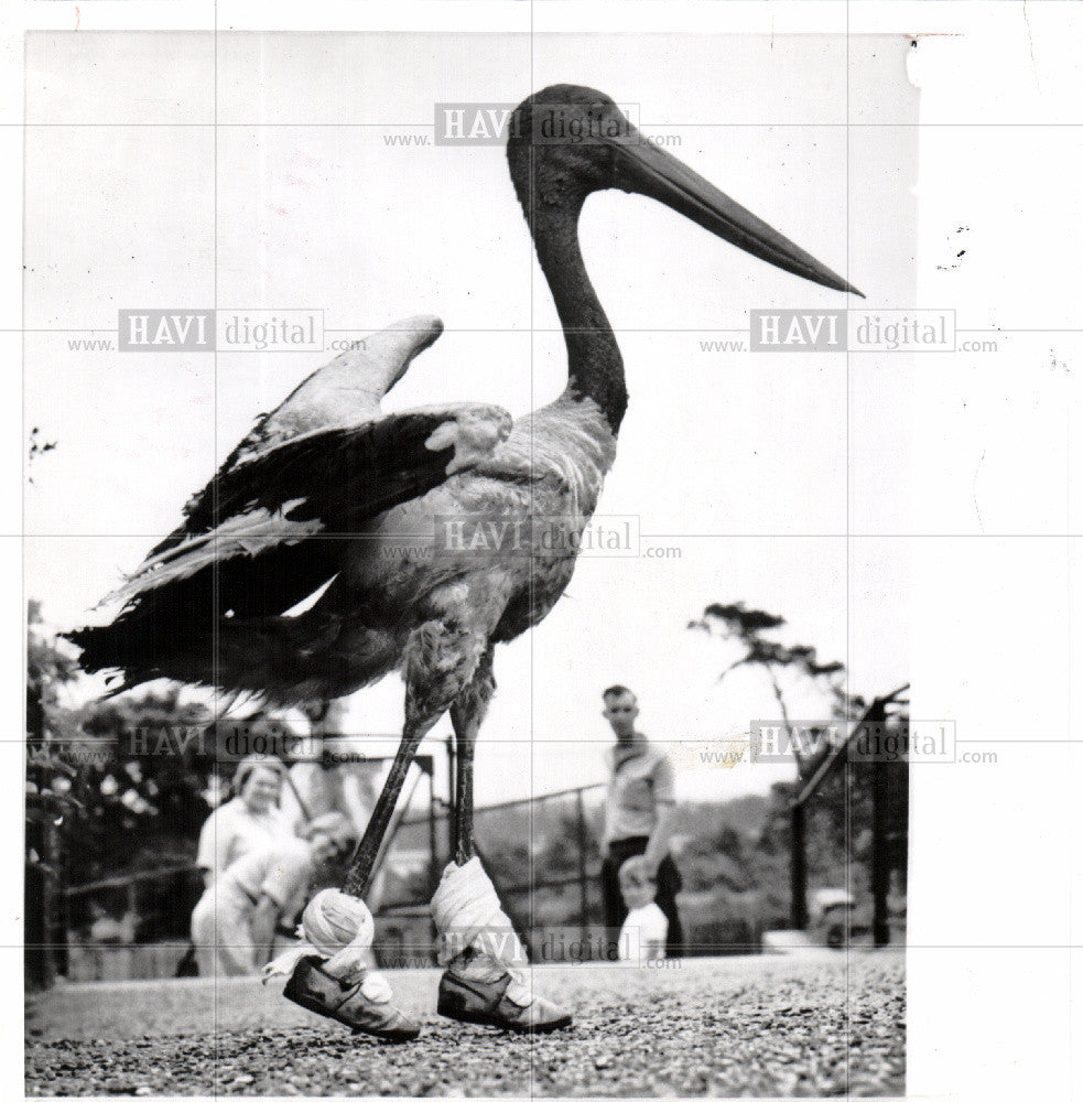 1960 Press Photo stork bird shoes caretaker english zoo - Historic Images