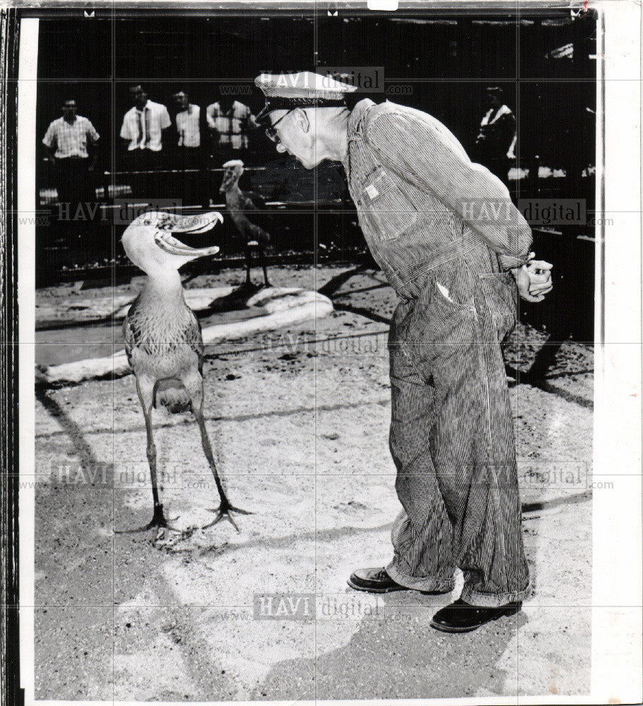 1958 Press Photo Stork - Historic Images