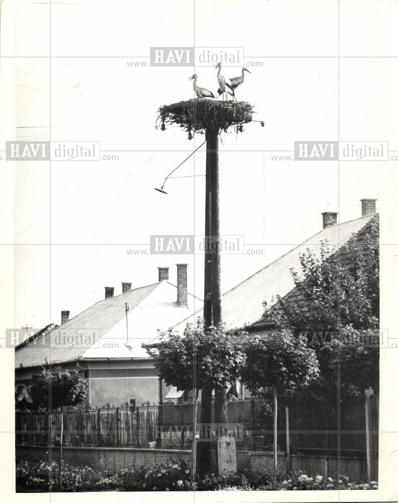 1970 Press Photo Birds storks nesting Ciconiiformes - Historic Images