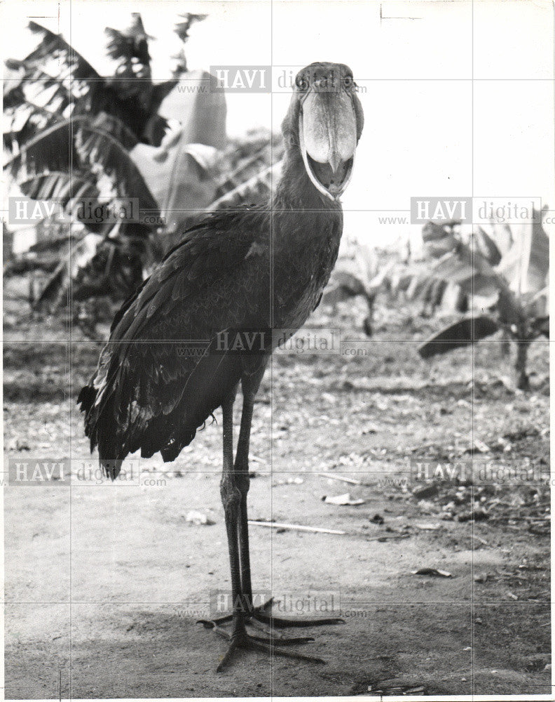 1957 Press Photo BIRD STORK - Historic Images