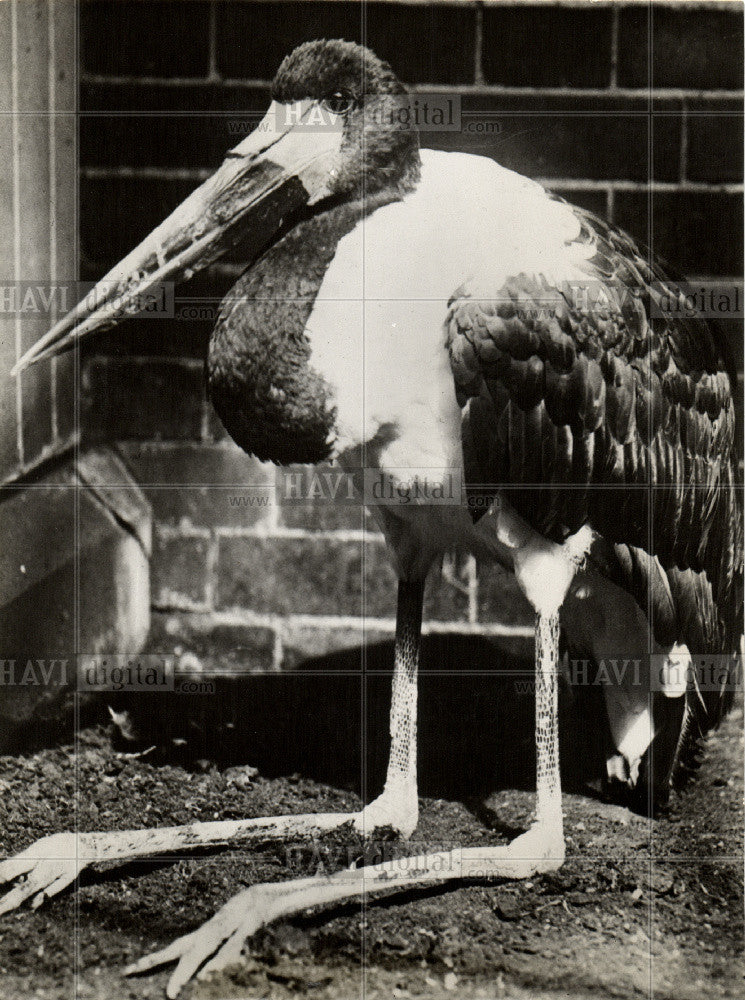 1930 Press Photo Saddle-billed Stork Birds - Historic Images