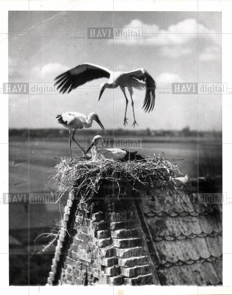 1958 Press Photo stork - Historic Images