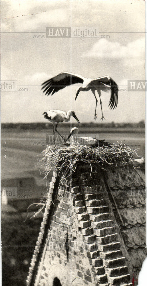 1980 Press Photo Storks Birds - Historic Images