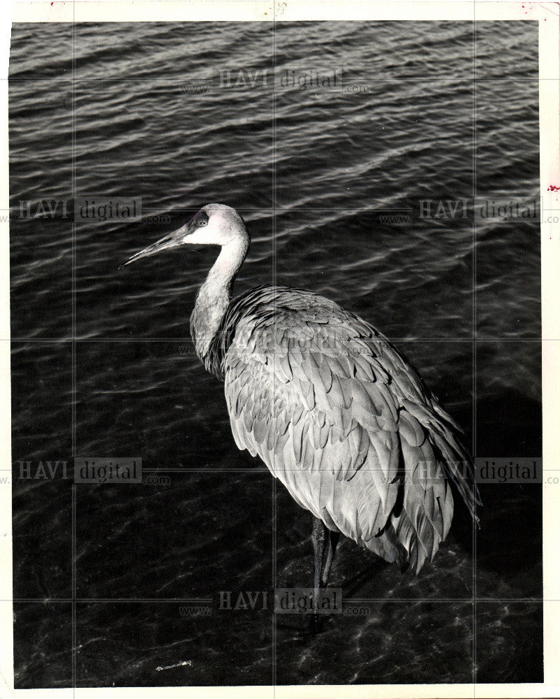 1975 Press Photo feathered, winged, bipeda animals. - Historic Images