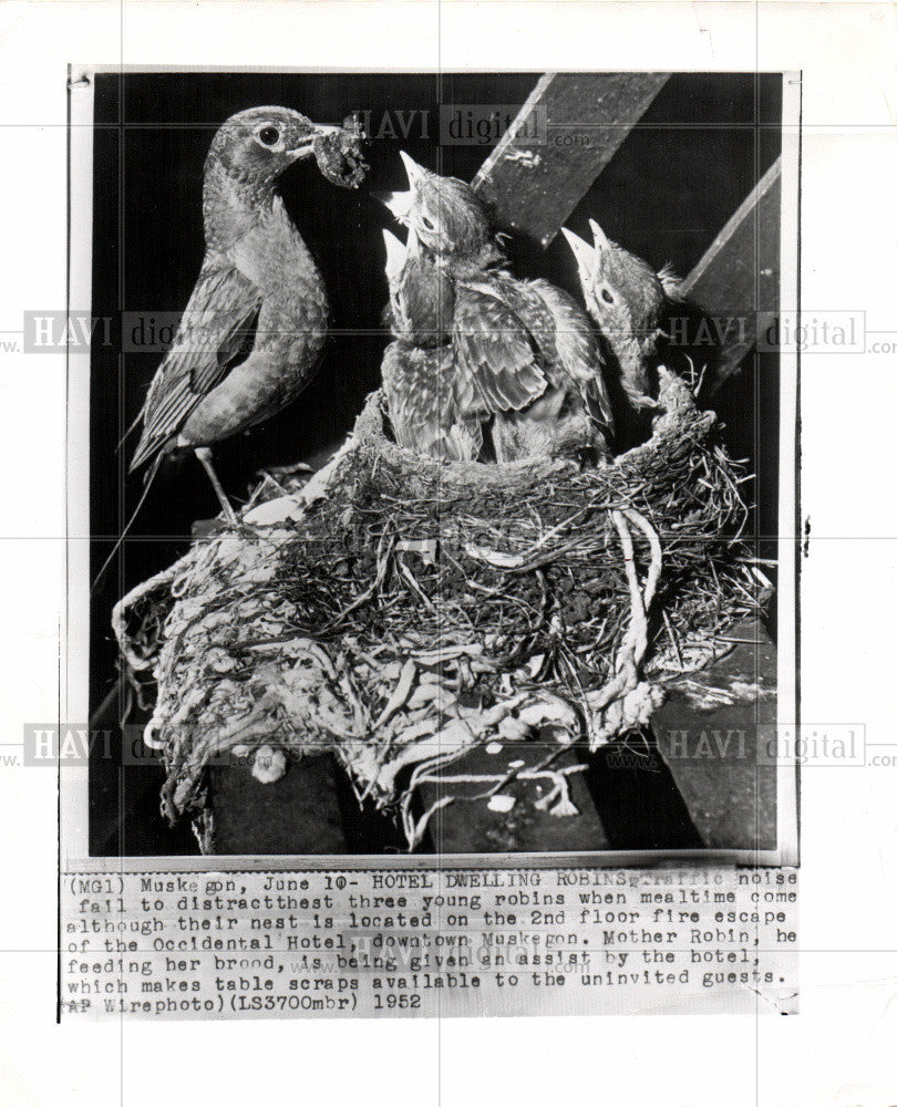 1952 Press Photo young robins fire escape nest Hotel - Historic Images