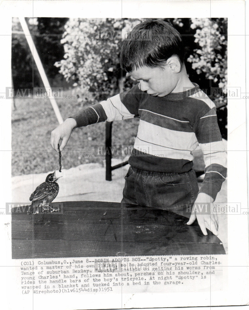 1951 Press Photo Charles Tenge Spotty the Robin bird - Historic Images