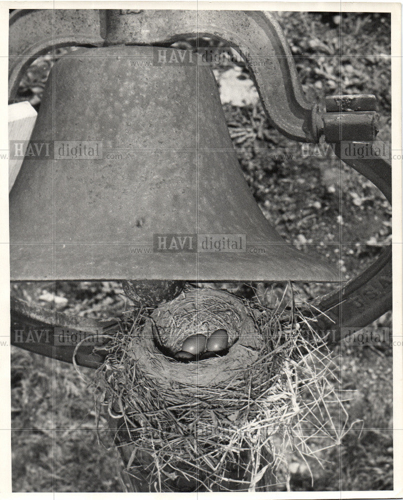 1950 Press Photo American Robin Thrush migratory bird - Historic Images