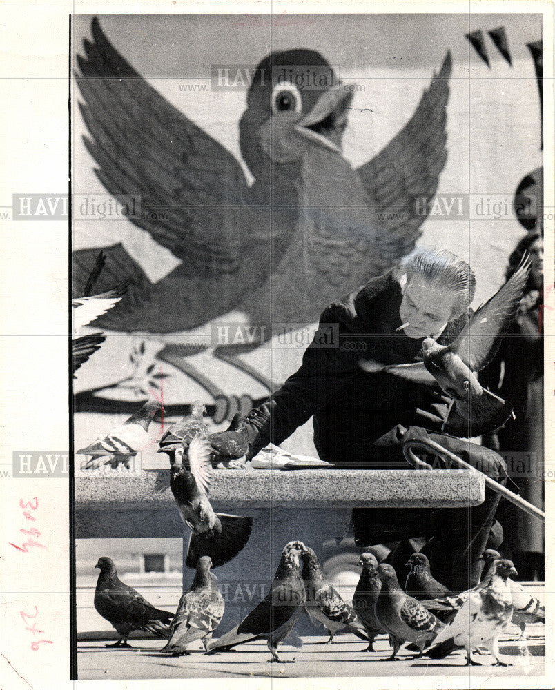 1972 Press Photo pigeon bird columbidae - Historic Images