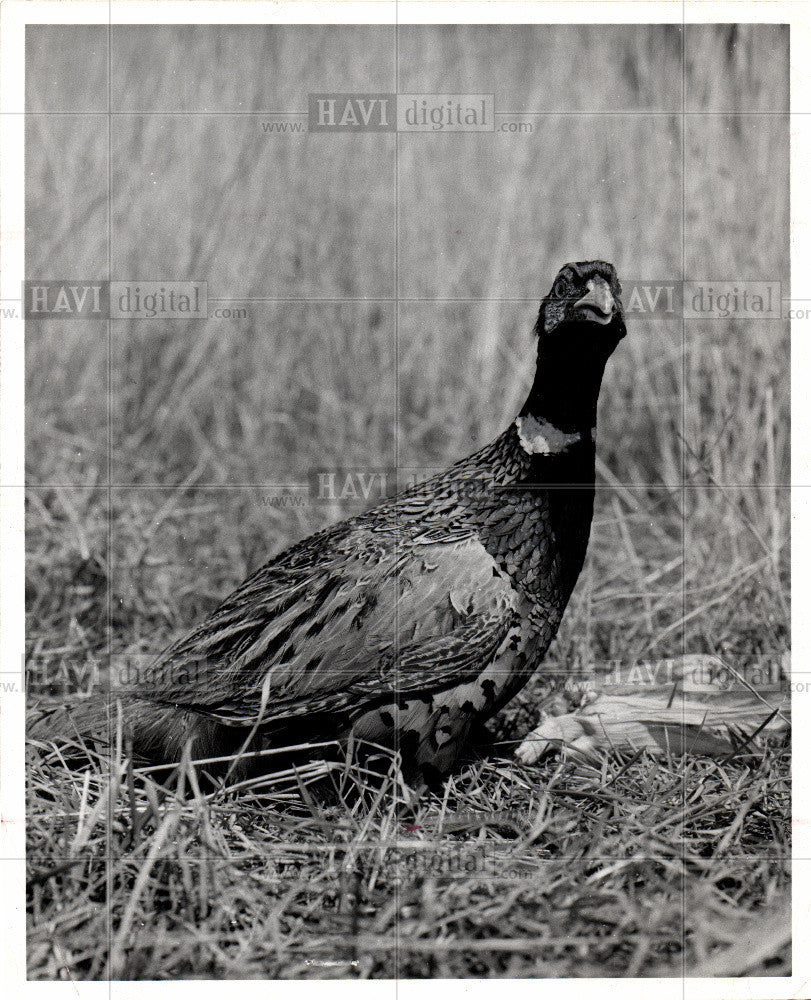 1965 Press Photo pheasant game bird Phasianidae hunting - Historic Images