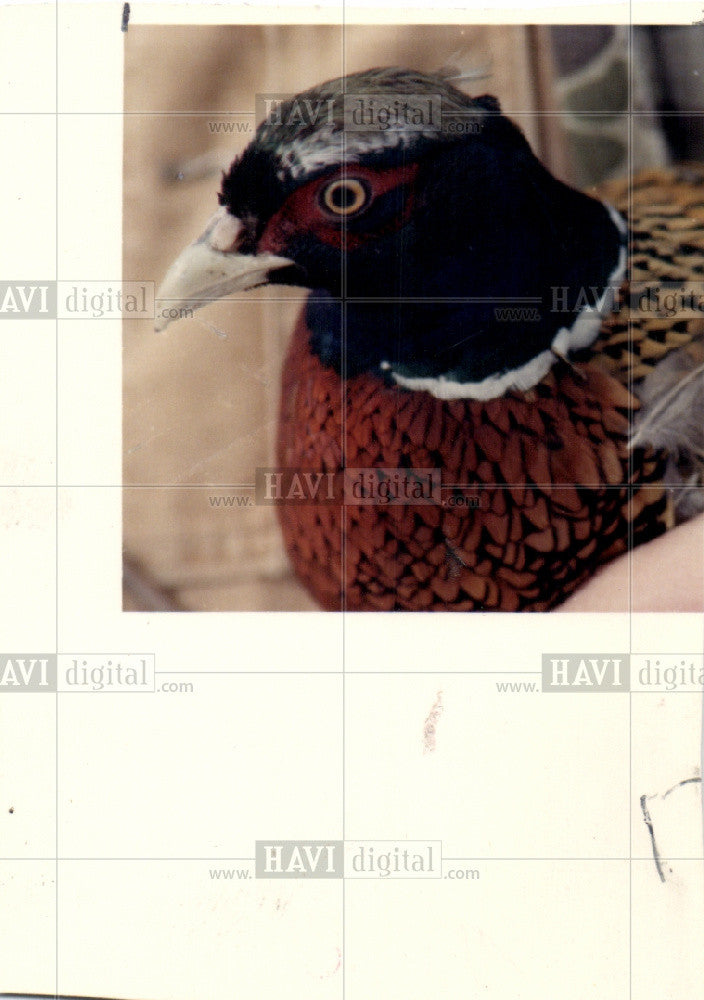 1988 Press Photo Pheasant Sexual Dimorphism Bird - Historic Images