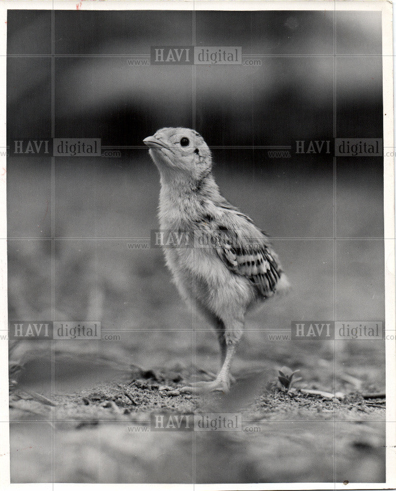 1957 Press Photo pheasant hunt - Historic Images