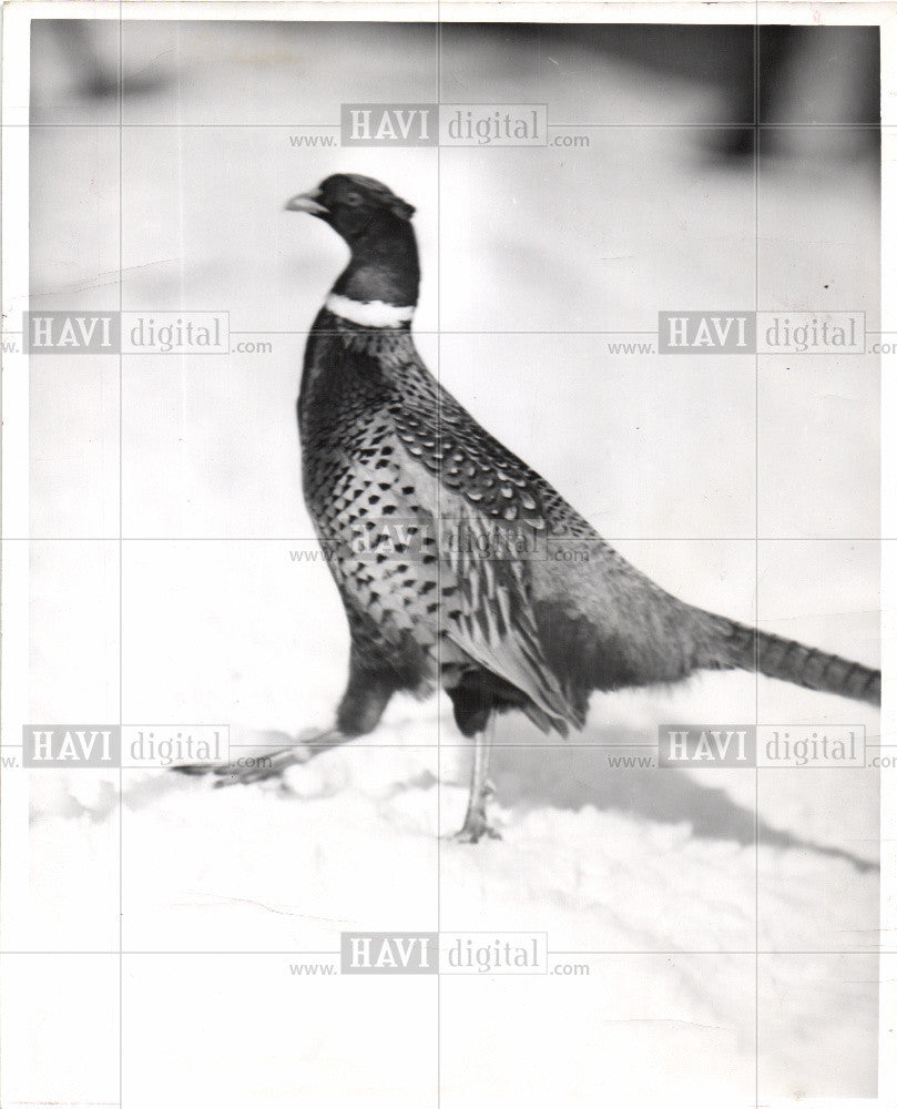 1958 Press Photo Pheasants Bird - Historic Images