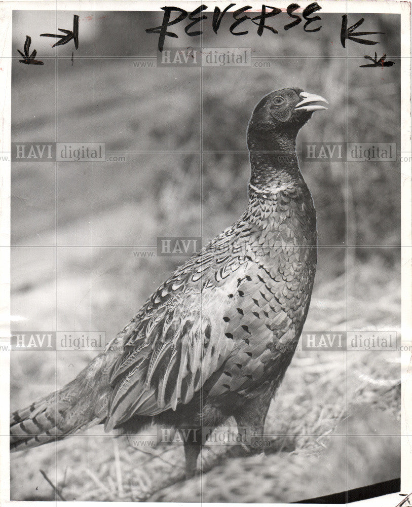 1952 Press Photo PHEASANTS KEPT HUNTERS IN HAPPY FRAME - Historic Images