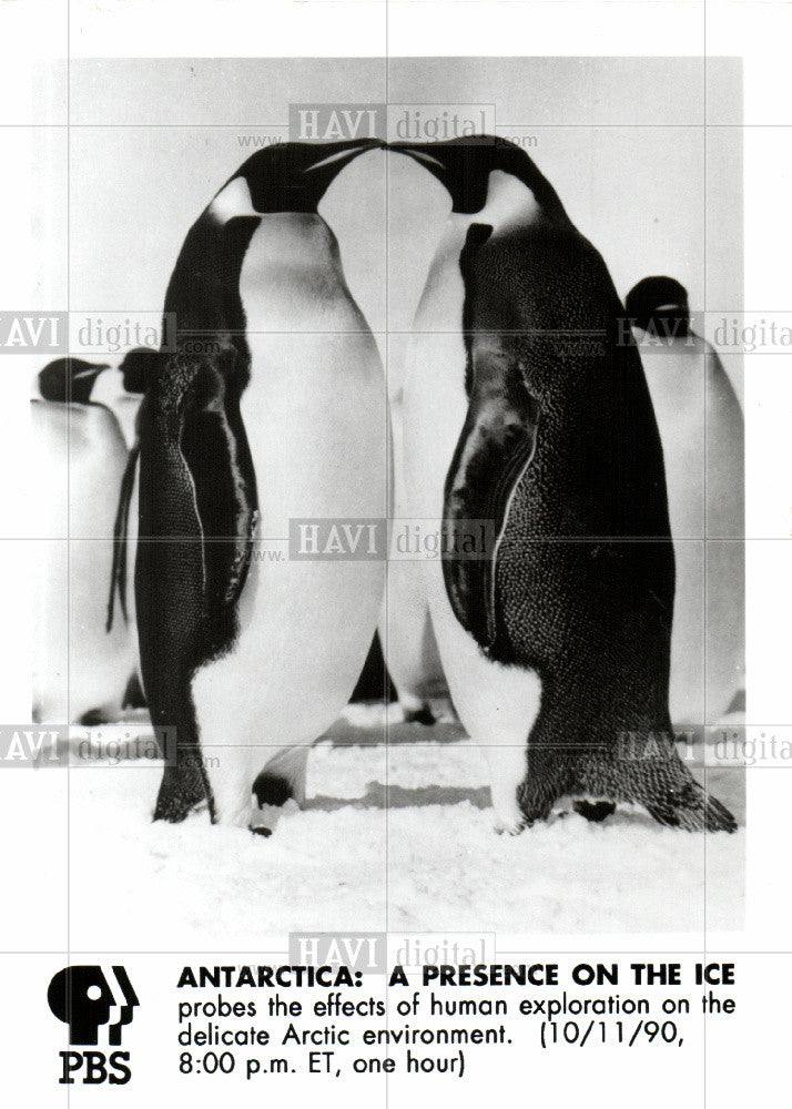 1991 Press Photo Penguin - Historic Images