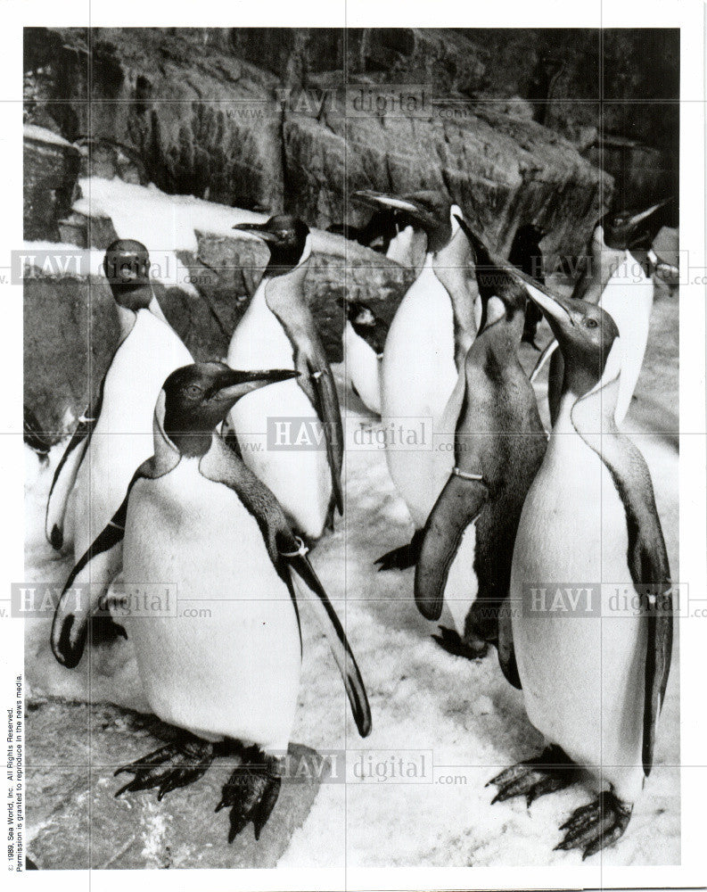 1989 Press Photo Penguin - Historic Images