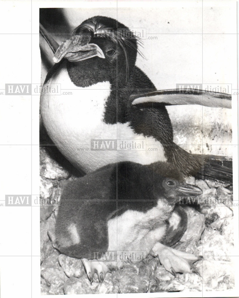 1981 Press Photo Bird Macaroni Penguin - Historic Images