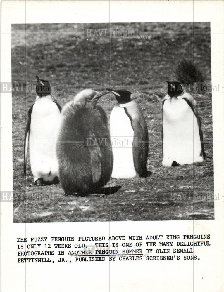 1976 Press Photo King penguin Olin Sewall collection - Historic Images