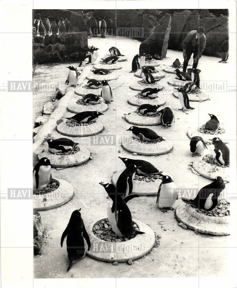 1971 Press Photo BIRD-PENGUIN - Historic Images