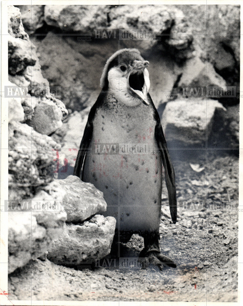 1971 Press Photo Bird Penguin Bermuda Aquarium - Historic Images