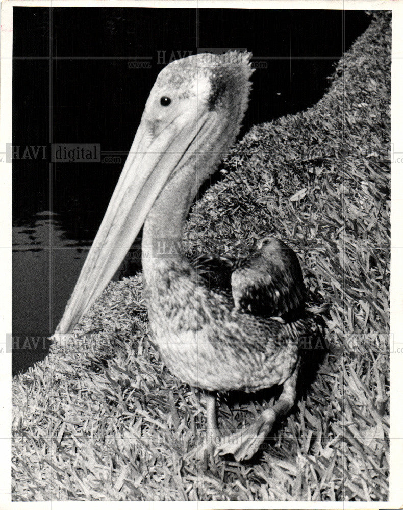 1969 Press Photo Pelican - Historic Images