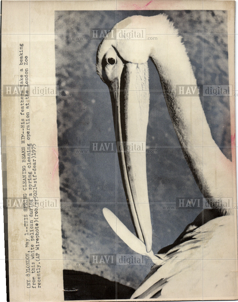 1975 Press Photo Bird White Pelican London Zoo - Historic Images