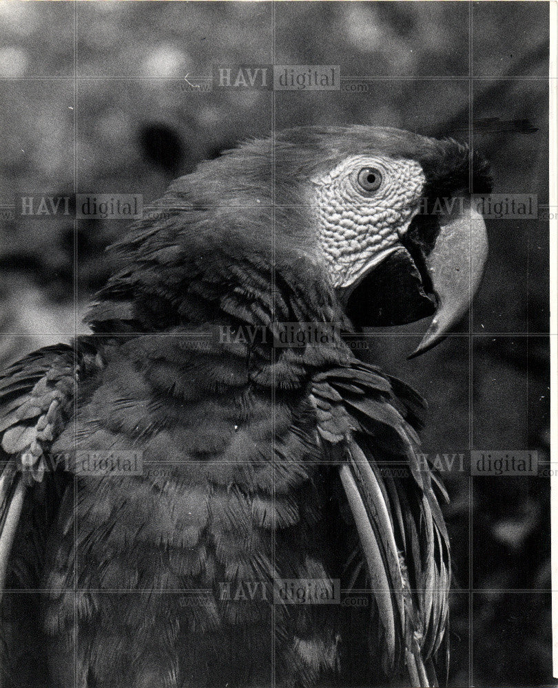 1961 Press Photo Bird Parrot - Historic Images