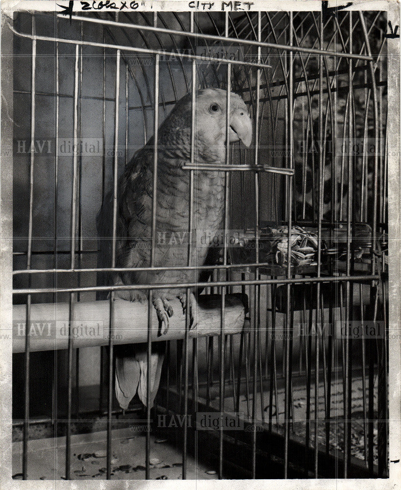 1953 Press Photo Bird Para Keet - Historic Images