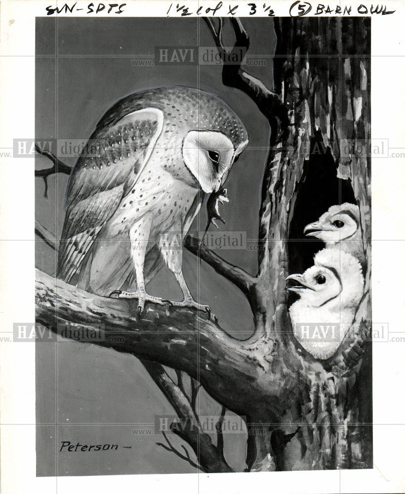 1967 Press Photo prey species - Historic Images