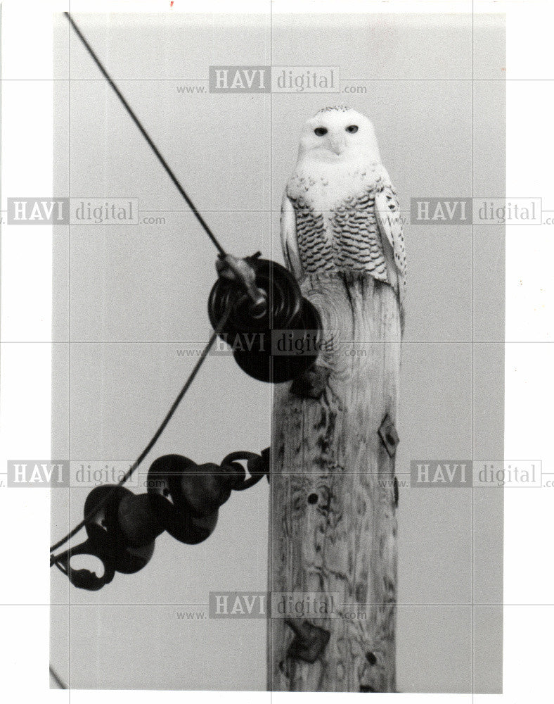 1991 Press Photo arctic owl Canada tundra - Historic Images