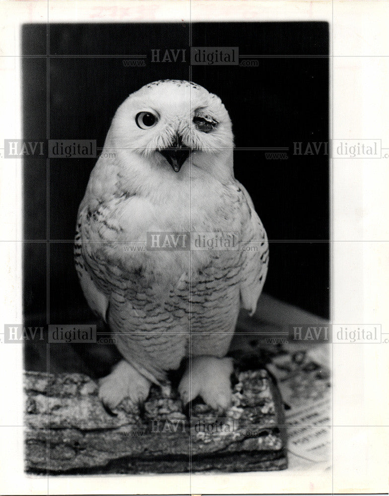 1981 Press Photo bird, owl, - Historic Images