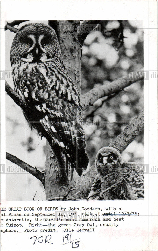 1986 Press Photo Bird Owl - Historic Images