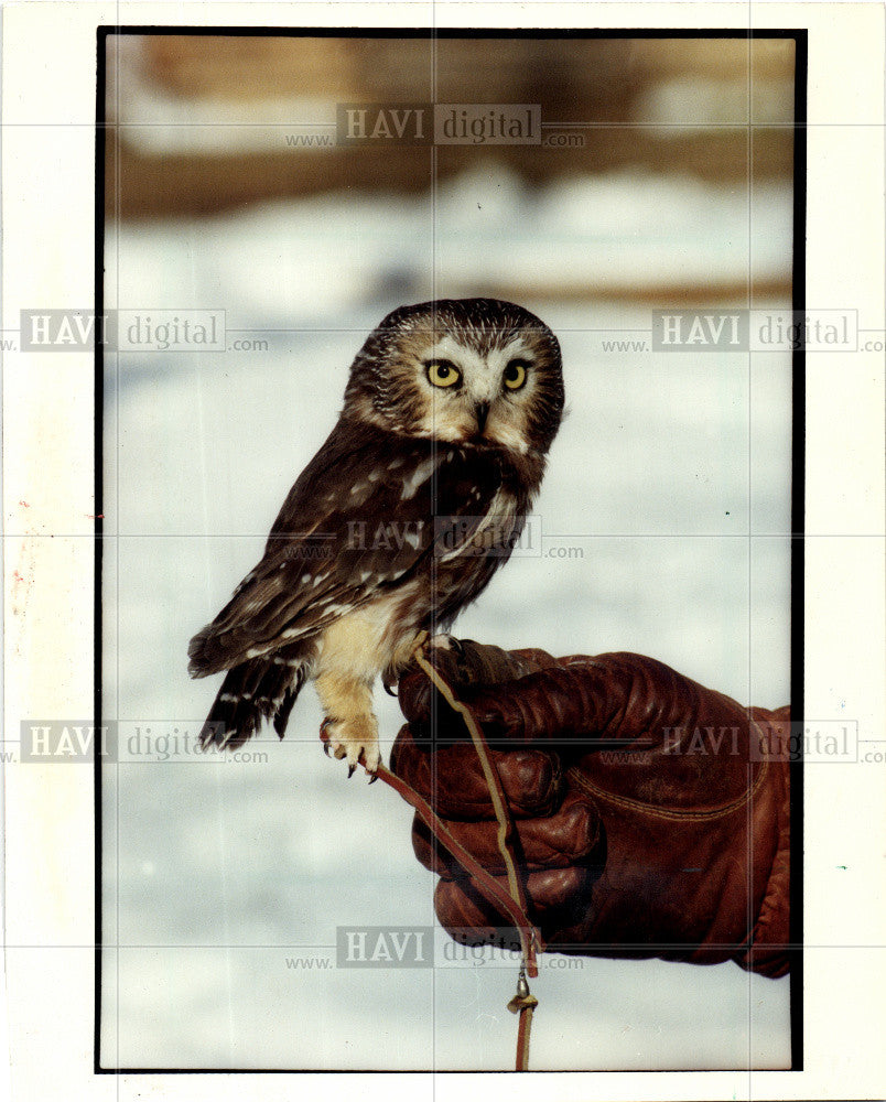 1992 Press Photo Owl Bird Solitary Nocturnal Strigidae - Historic Images