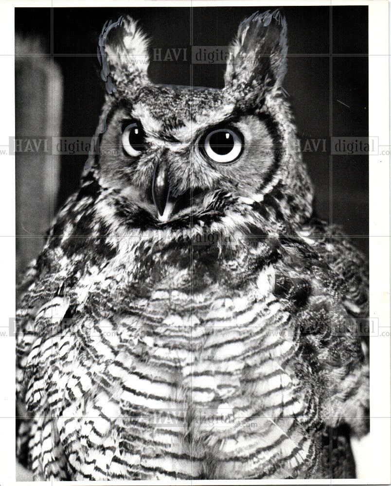 1979 Press Photo owl  great horned bird - Historic Images