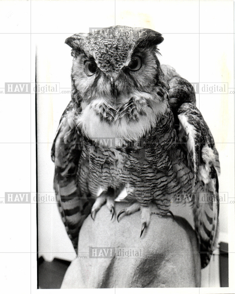 1975 Press Photo Bird Owl Horned Owl - Historic Images