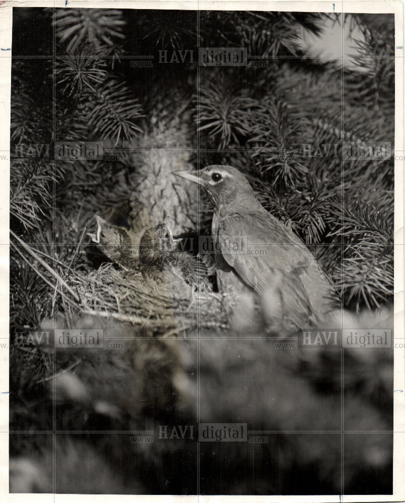 1948 Press Photo Robin,two uns,bird,nest,spring,detroit - Historic Images