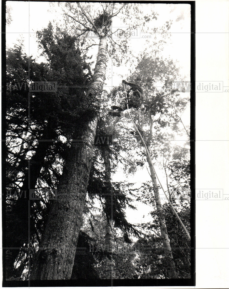 1989 Press Photo Bird Nest - Historic Images