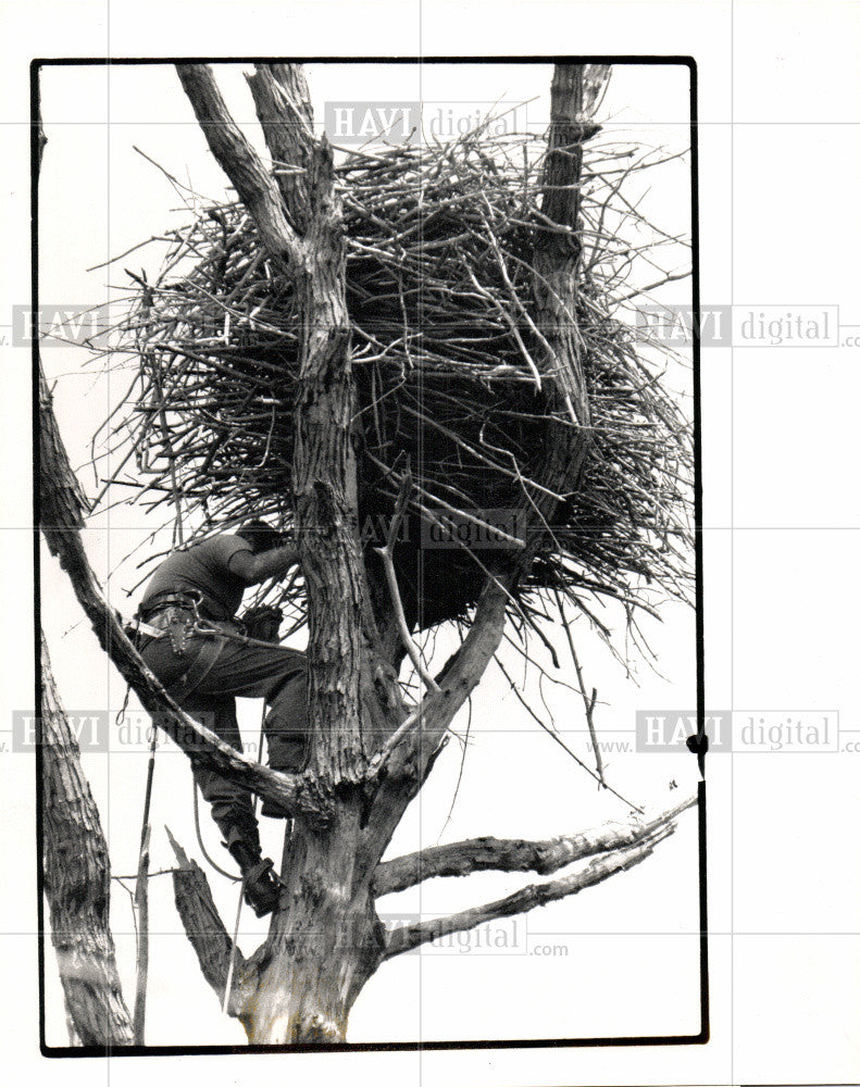 1989 Press Photo BIRD NEST - Historic Images