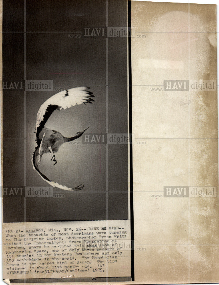 1975 Press Photo manchurian crane bird - Historic Images